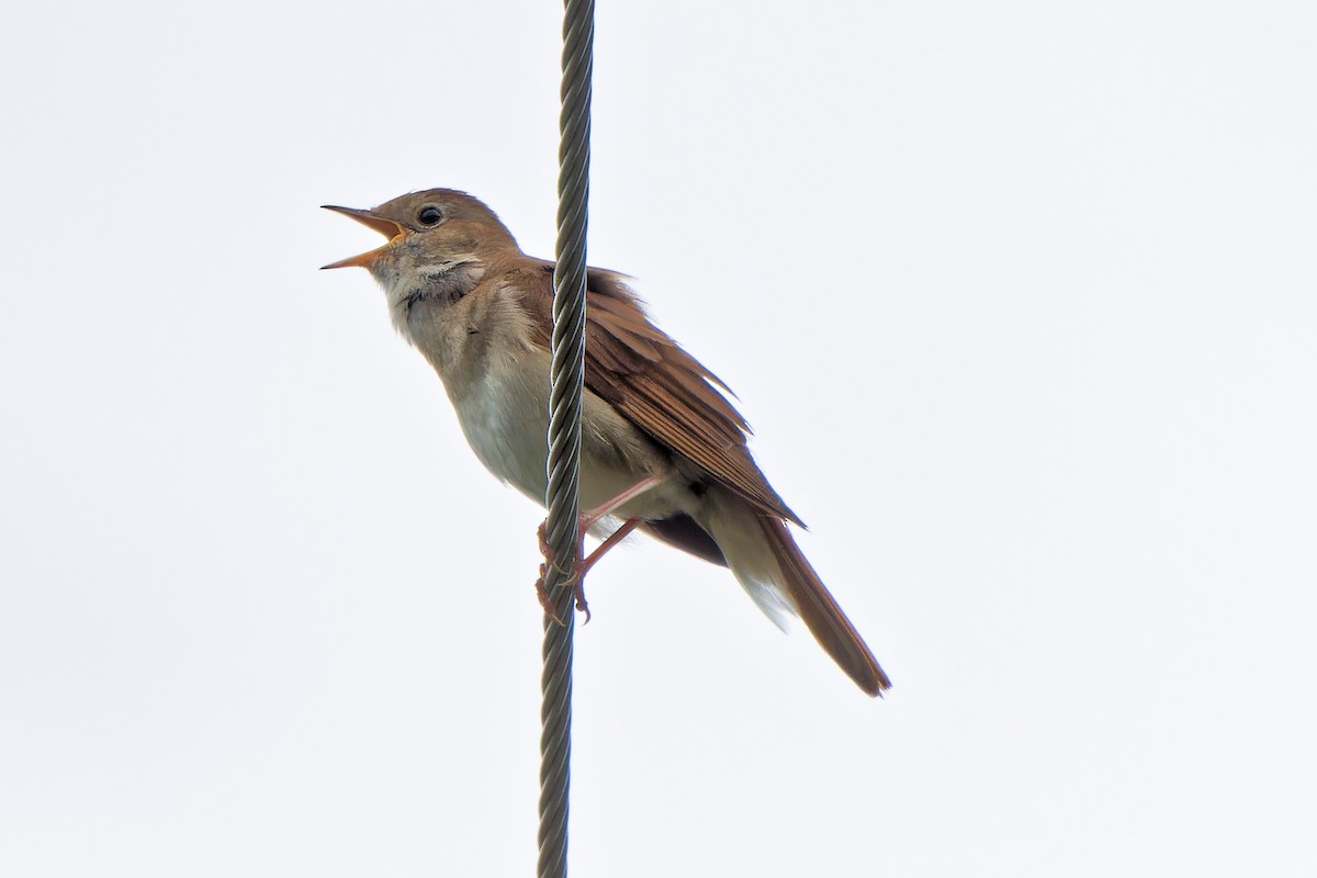 Common Nightingale - leon berthou