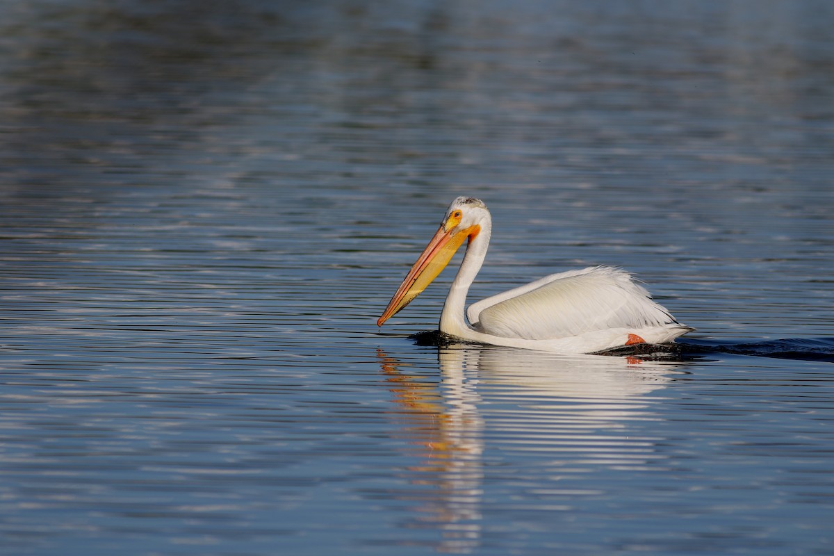 American White Pelican - Lorraine Lanning