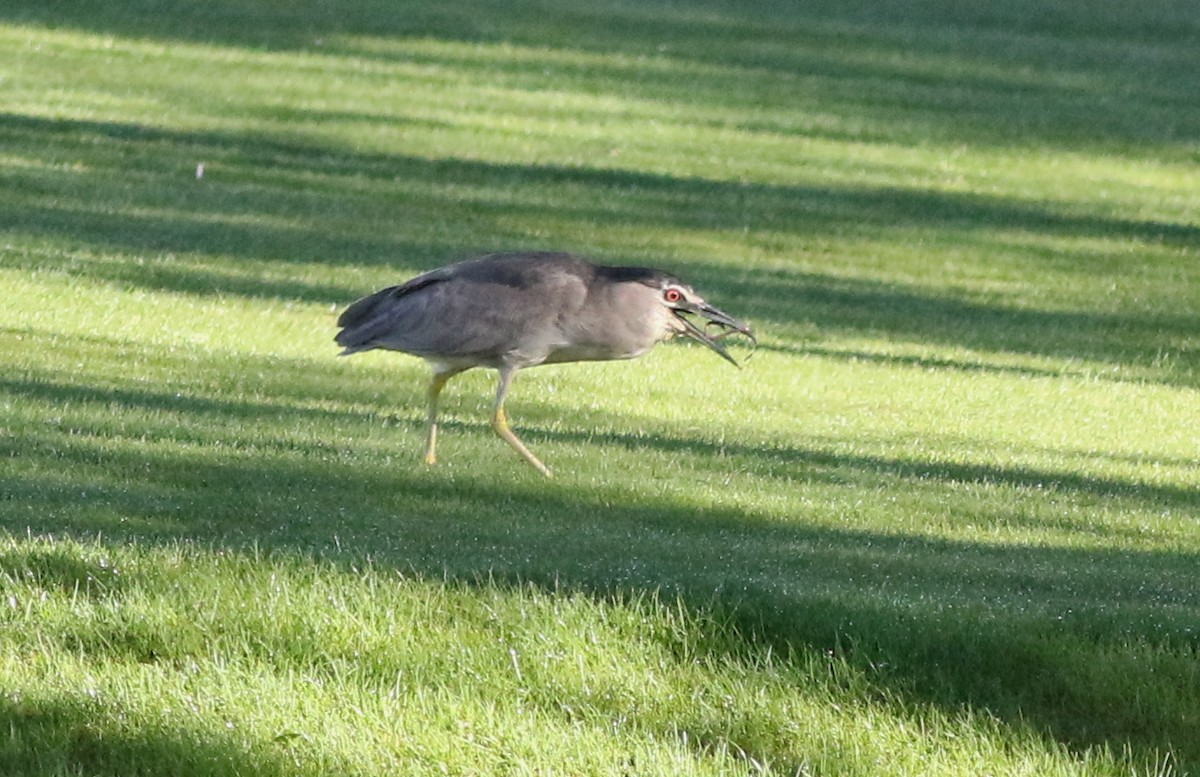 Black-crowned Night Heron - Lorraine Lanning