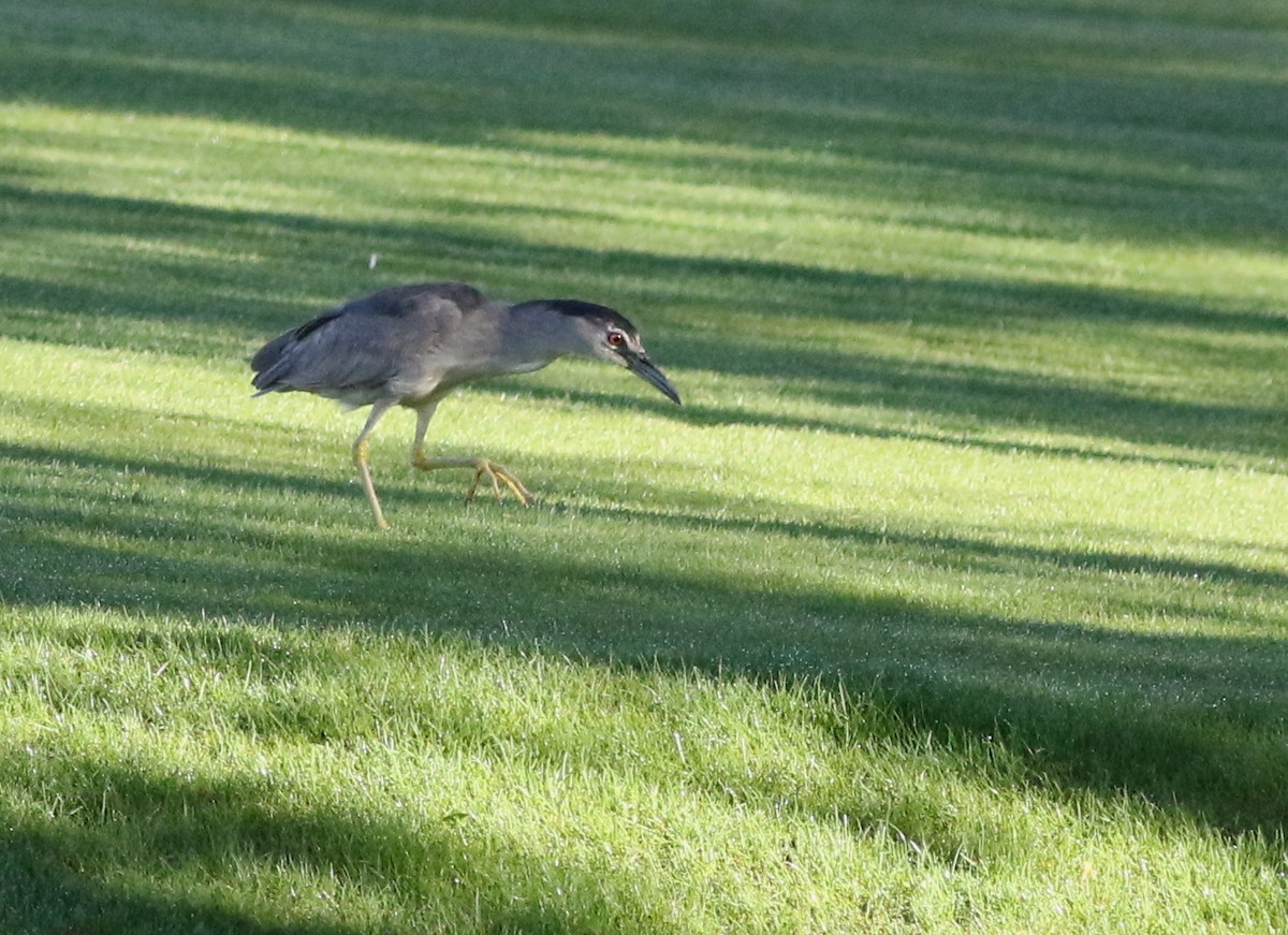 Black-crowned Night Heron - Lorraine Lanning