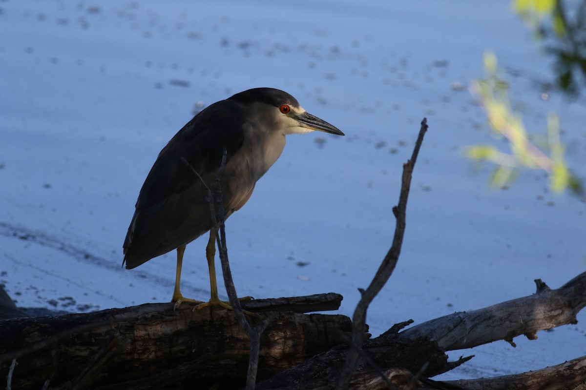 Black-crowned Night Heron - Lorraine Lanning