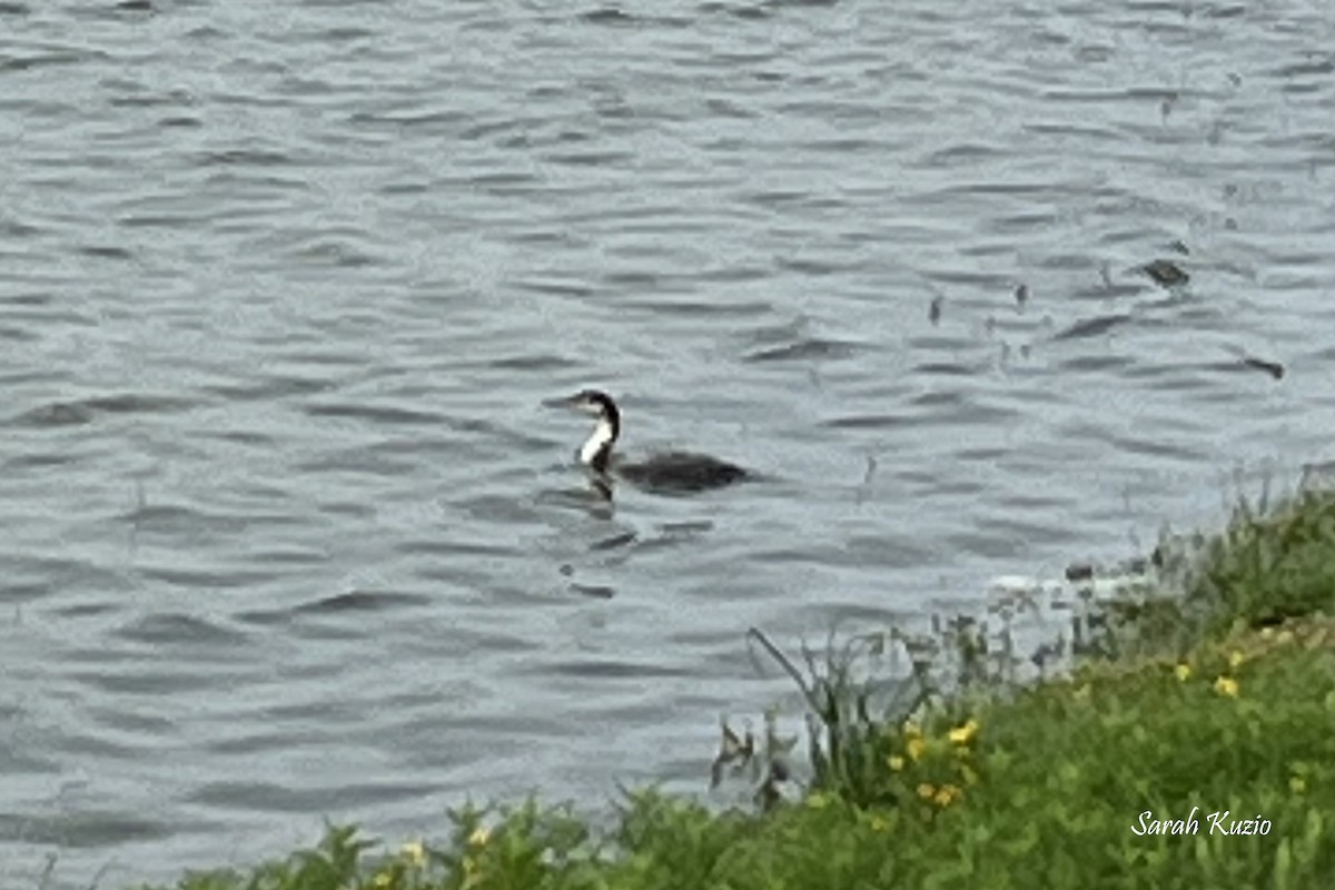 Common Loon - sarah kuzio