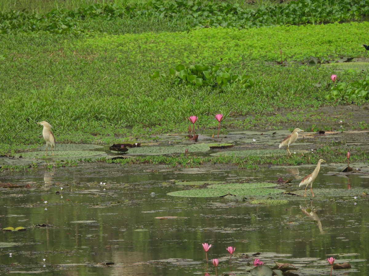 Indian Pond-Heron - ML619441779