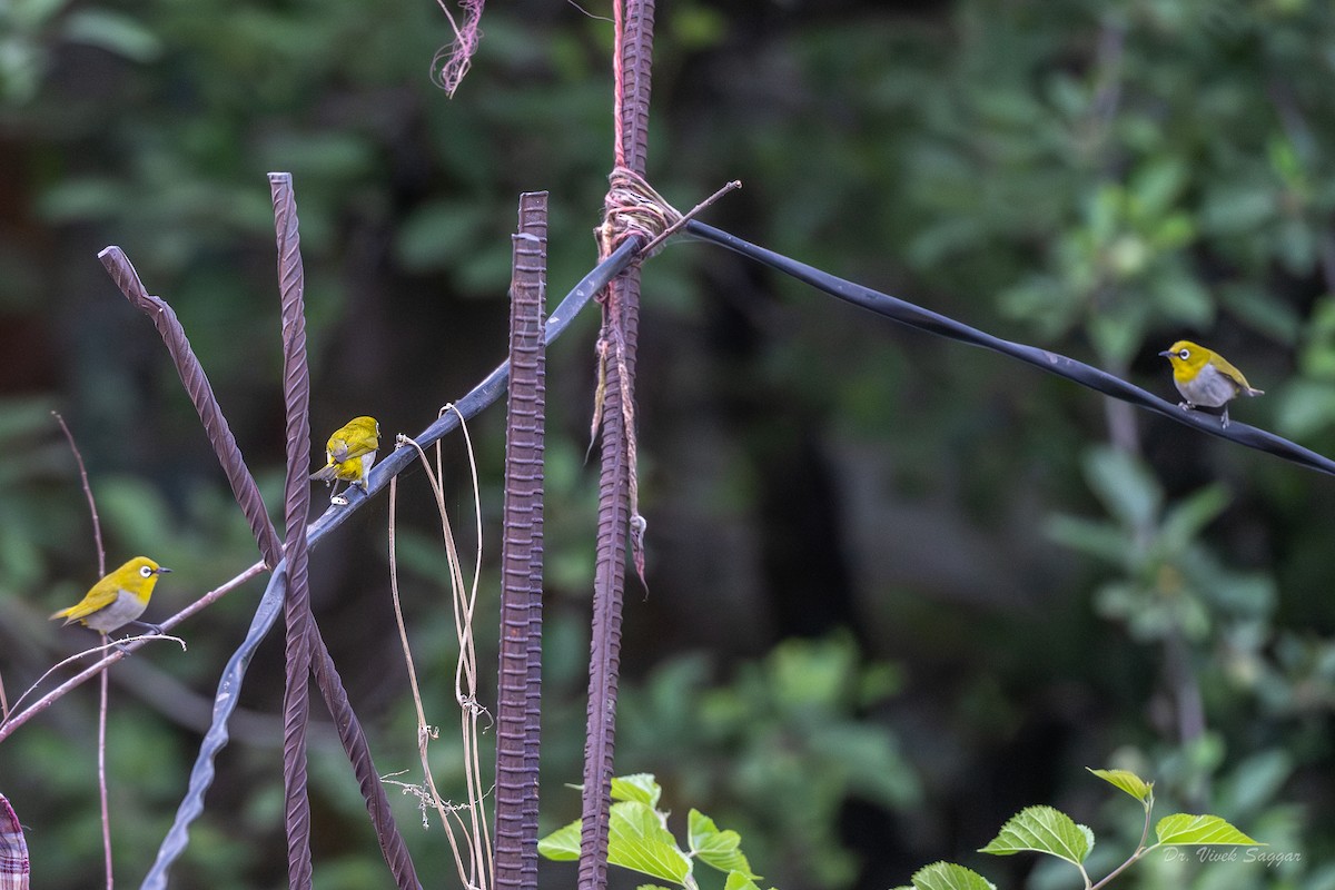 Indian White-eye - Vivek Saggar