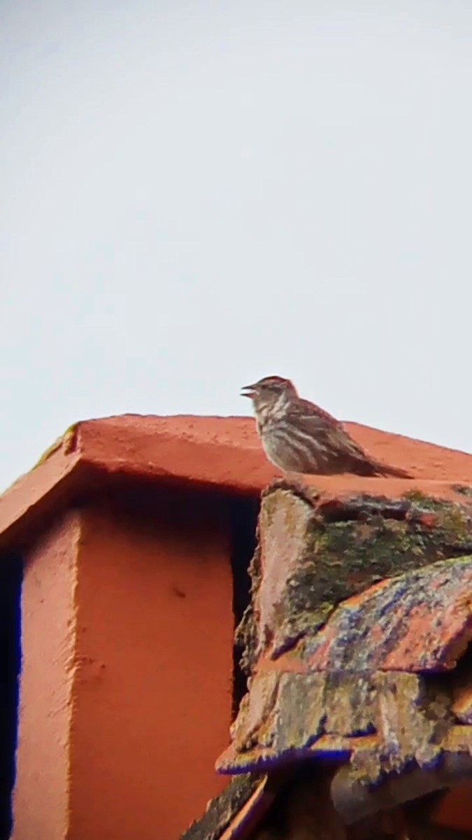 Rock Sparrow - Laurent Pascual-Le Tallec