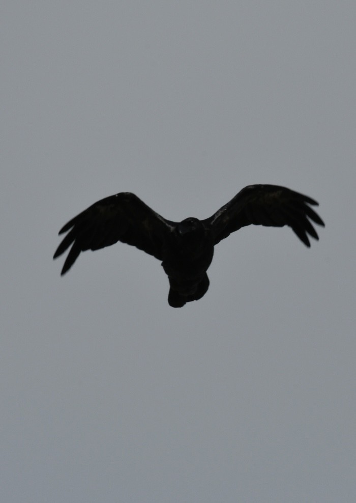 Common Raven - Sam Brayshaw