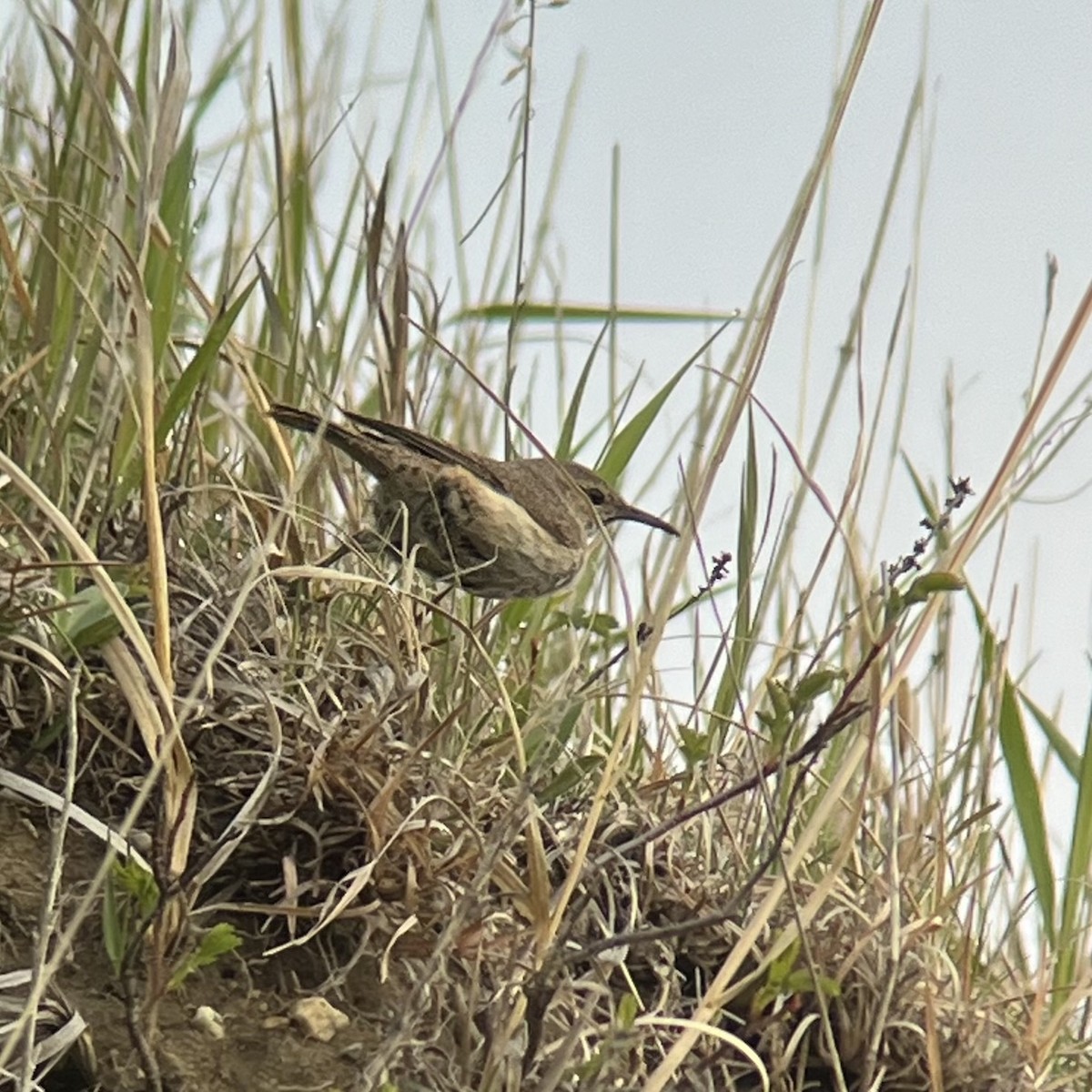 Rock Wren - Anonymous