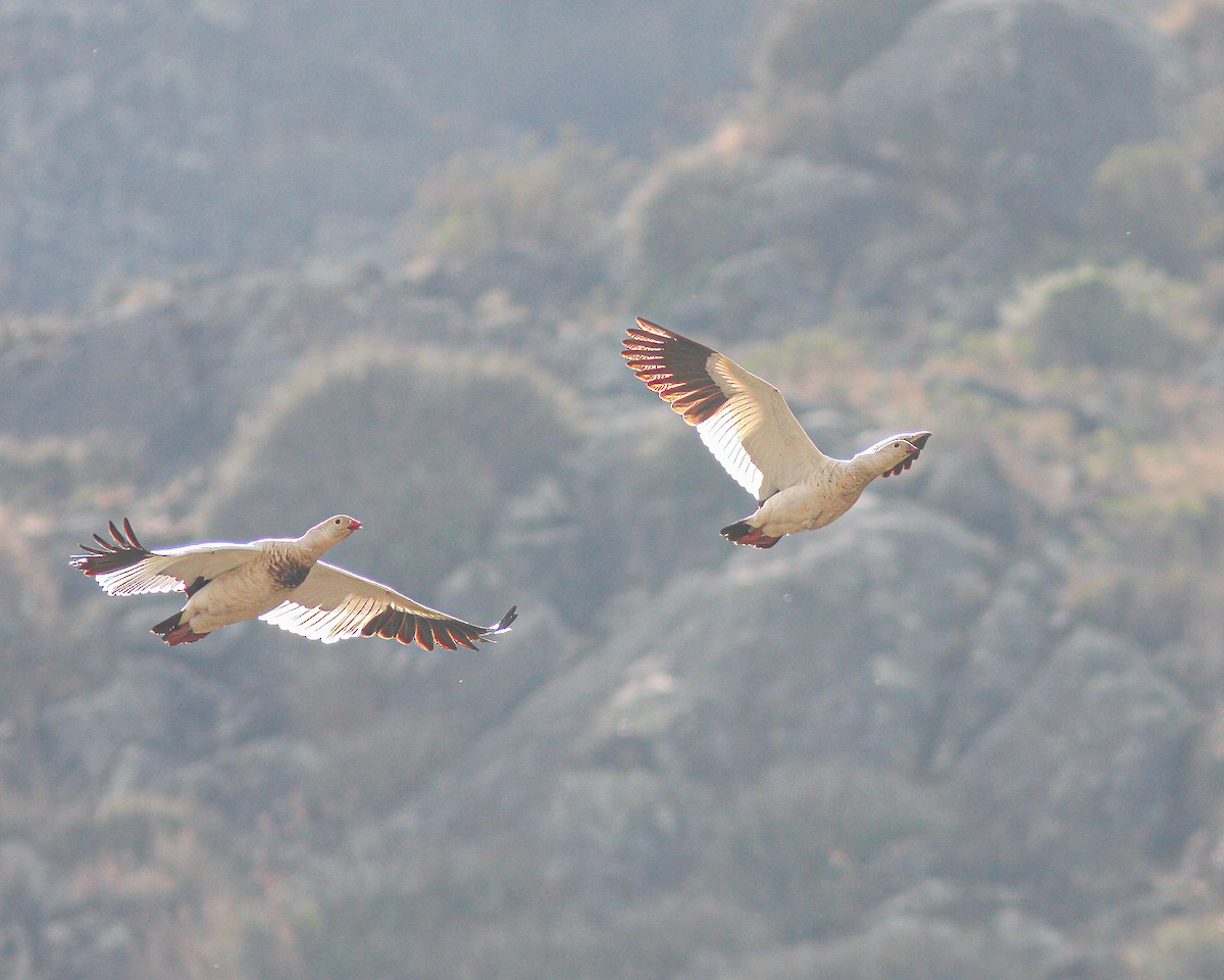 Andean Goose - Per Smith