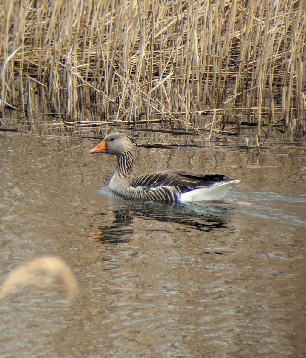 Graylag Goose - ML619441797