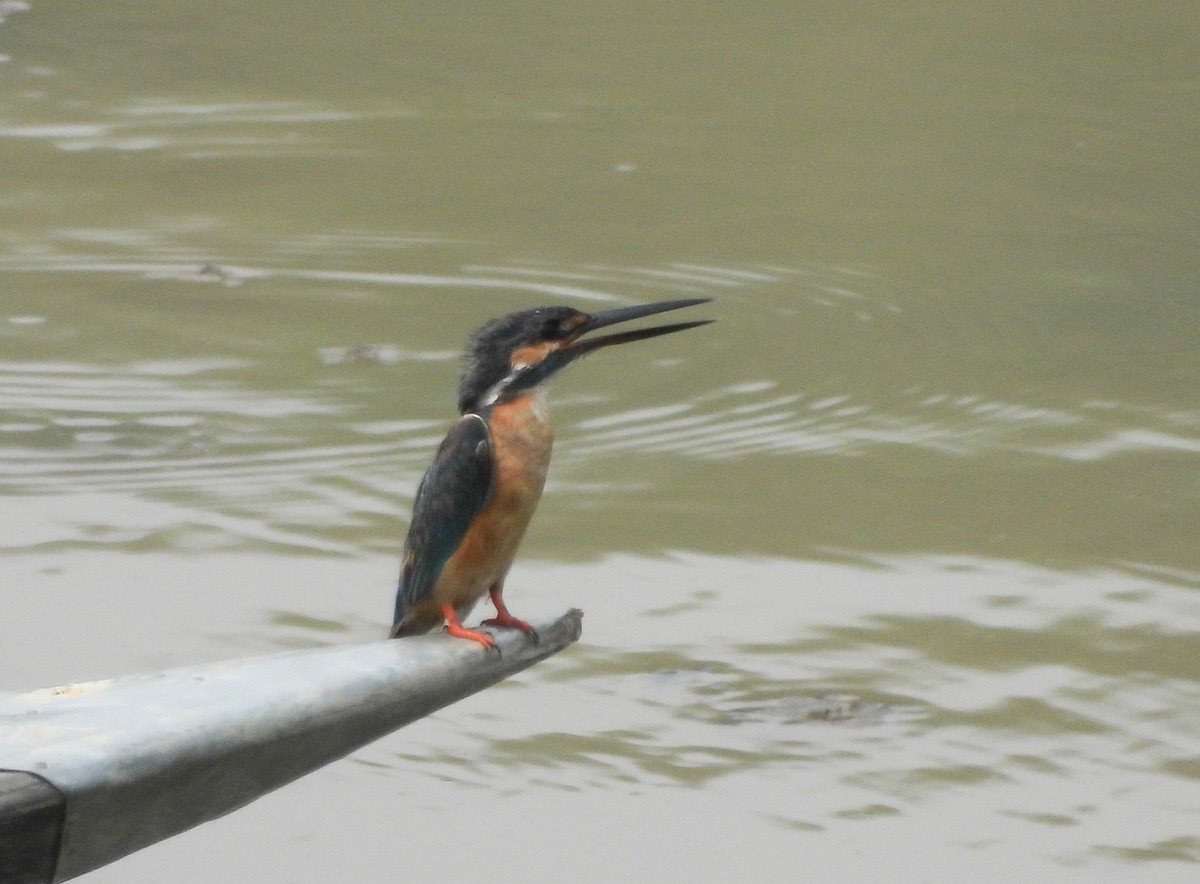 Common Kingfisher - Pallab Saikia