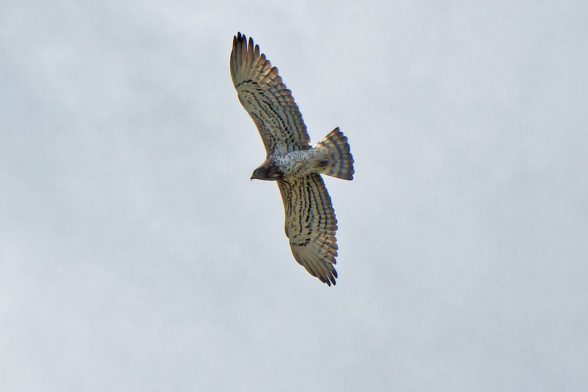 Short-toed Snake-Eagle - ML619441808