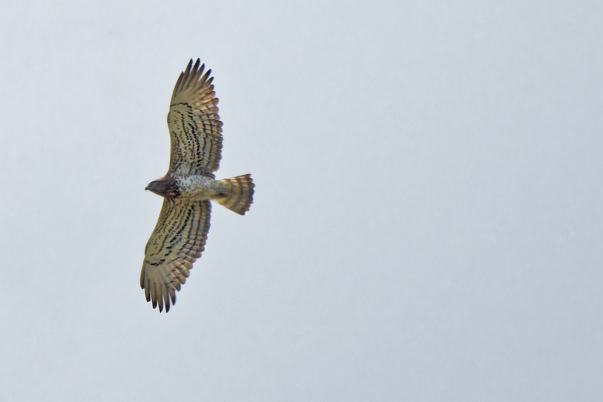 Short-toed Snake-Eagle - leon berthou