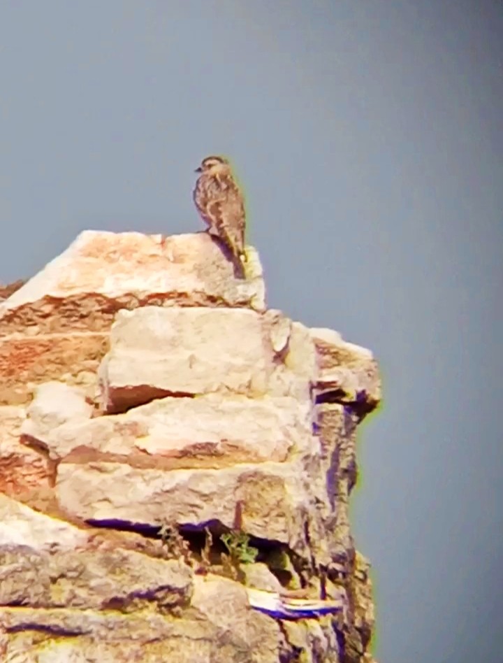 Rock Sparrow - Laurent Pascual-Le Tallec