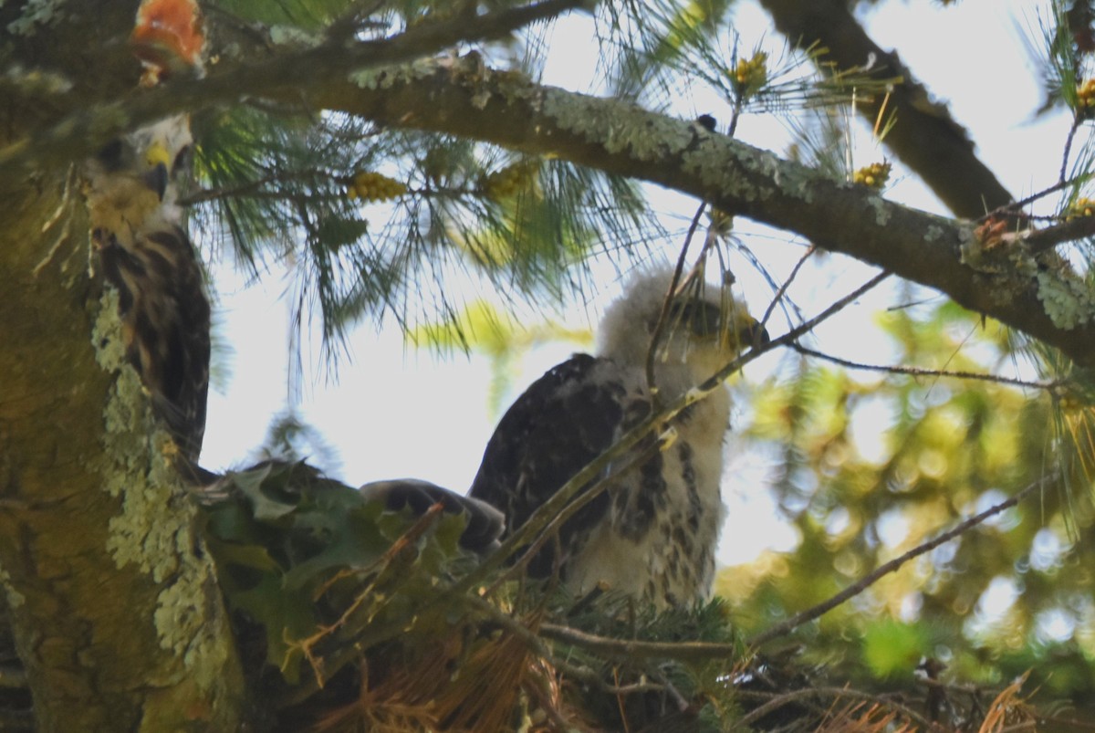 Red-shouldered Hawk - Old Sam Peabody