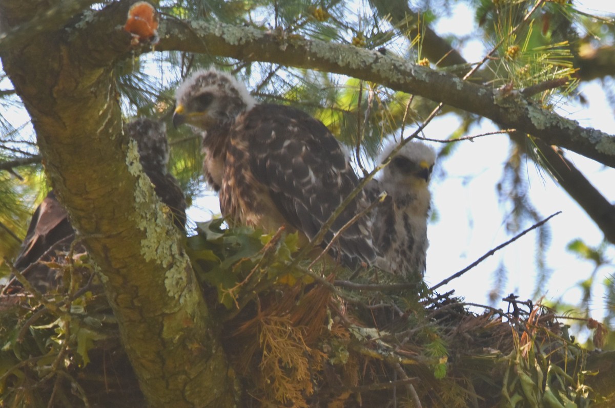 Red-shouldered Hawk - Old Sam Peabody