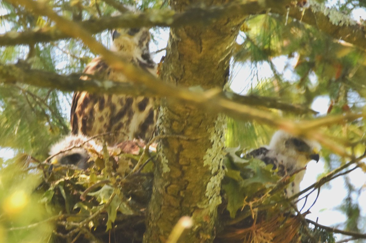 Red-shouldered Hawk - Old Sam Peabody