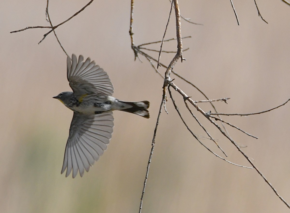 Yellow-rumped Warbler (Audubon's) - Glenn Wyatt