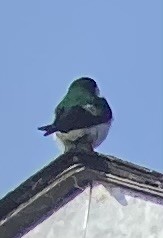 Violet-green Swallow - Dominik Mosur