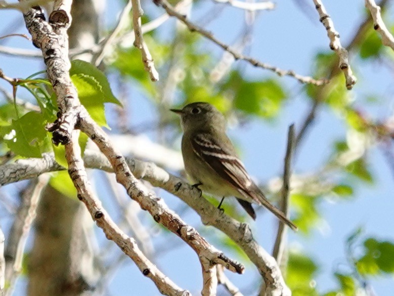 Gray/Dusky Flycatcher - Whitney Mortimer