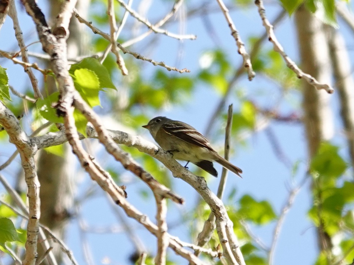 Gray/Dusky Flycatcher - ML619441854