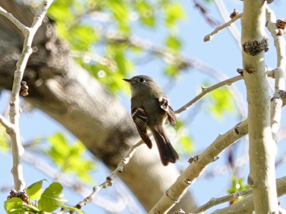 Gray/Dusky Flycatcher - Whitney Mortimer