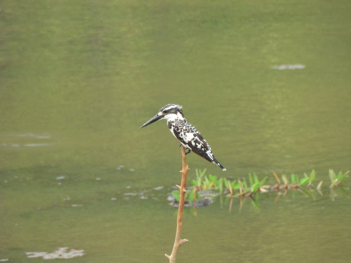 Pied Kingfisher - ML619441862