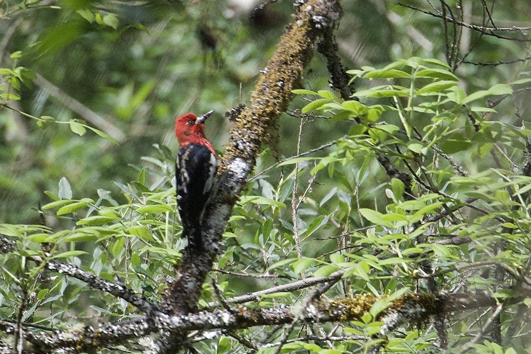 Red-breasted Sapsucker - Gordon Atkins