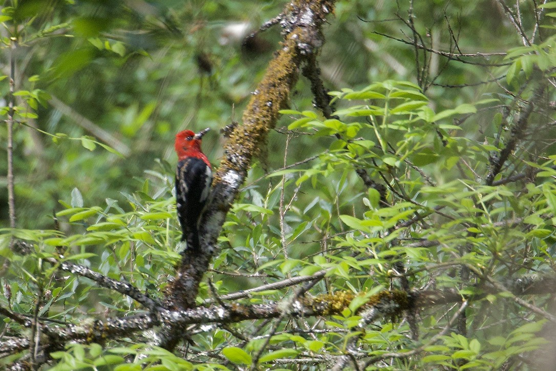 Red-breasted Sapsucker - Gordon Atkins