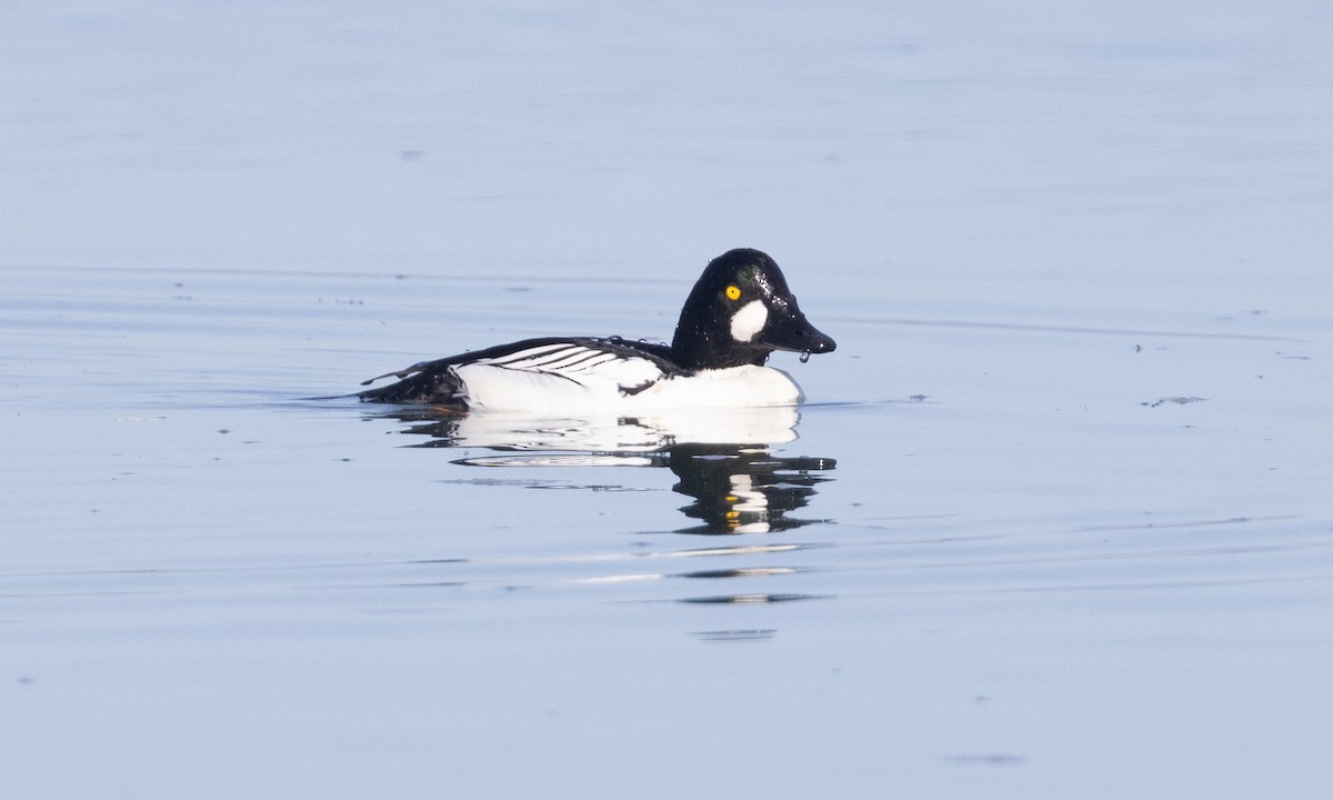 Common Goldeneye - Brian Sullivan