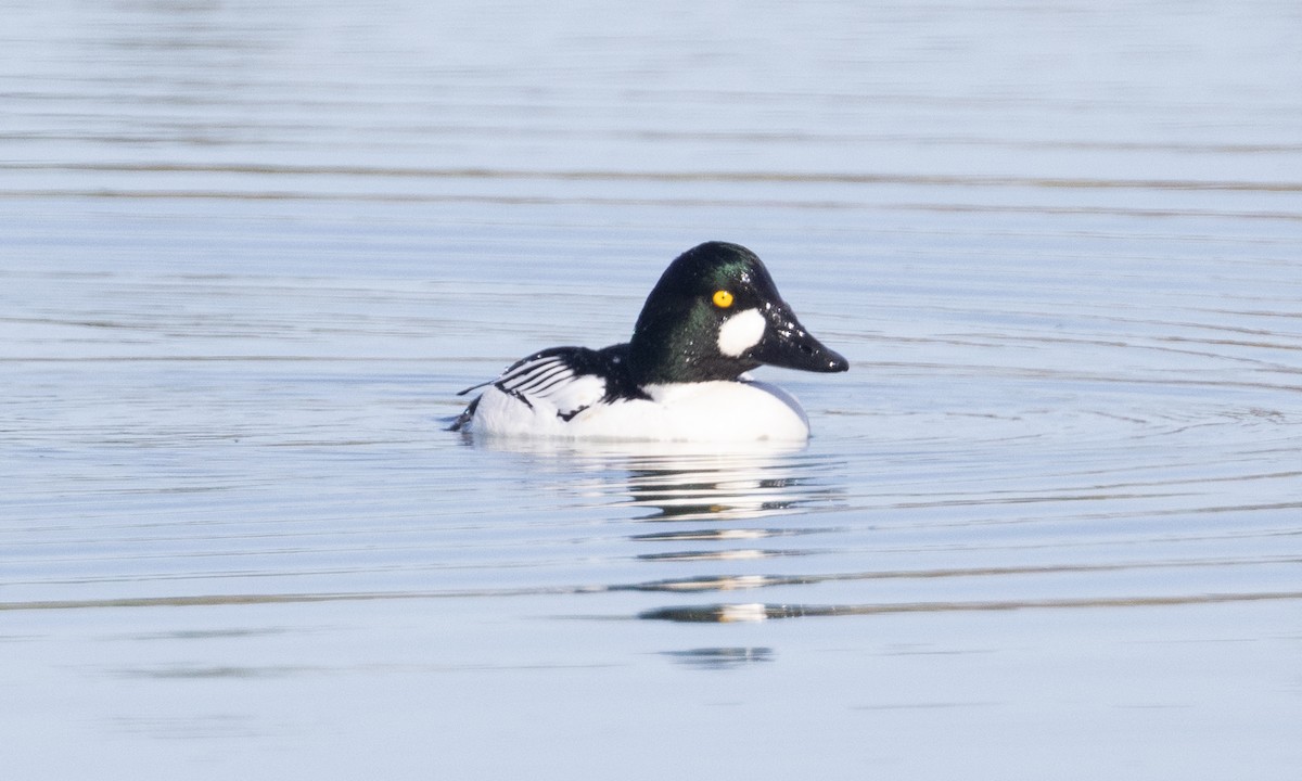 Common Goldeneye - Brian Sullivan