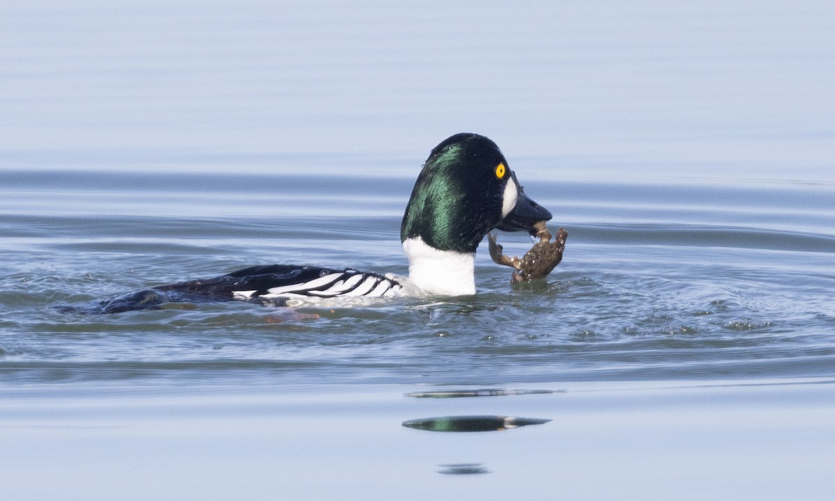 Common Goldeneye - Brian Sullivan