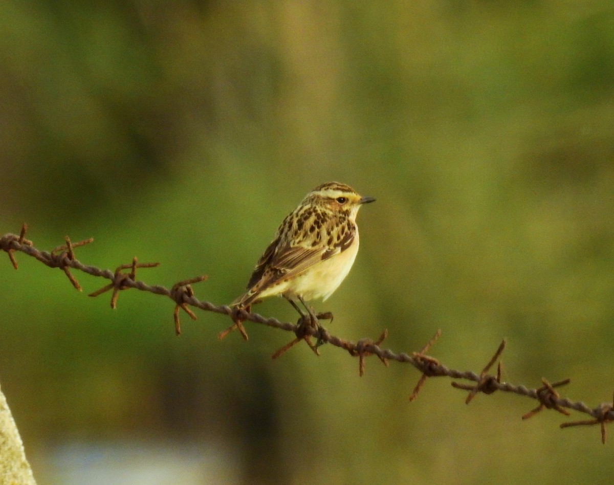 Whinchat - Fernando T Rico