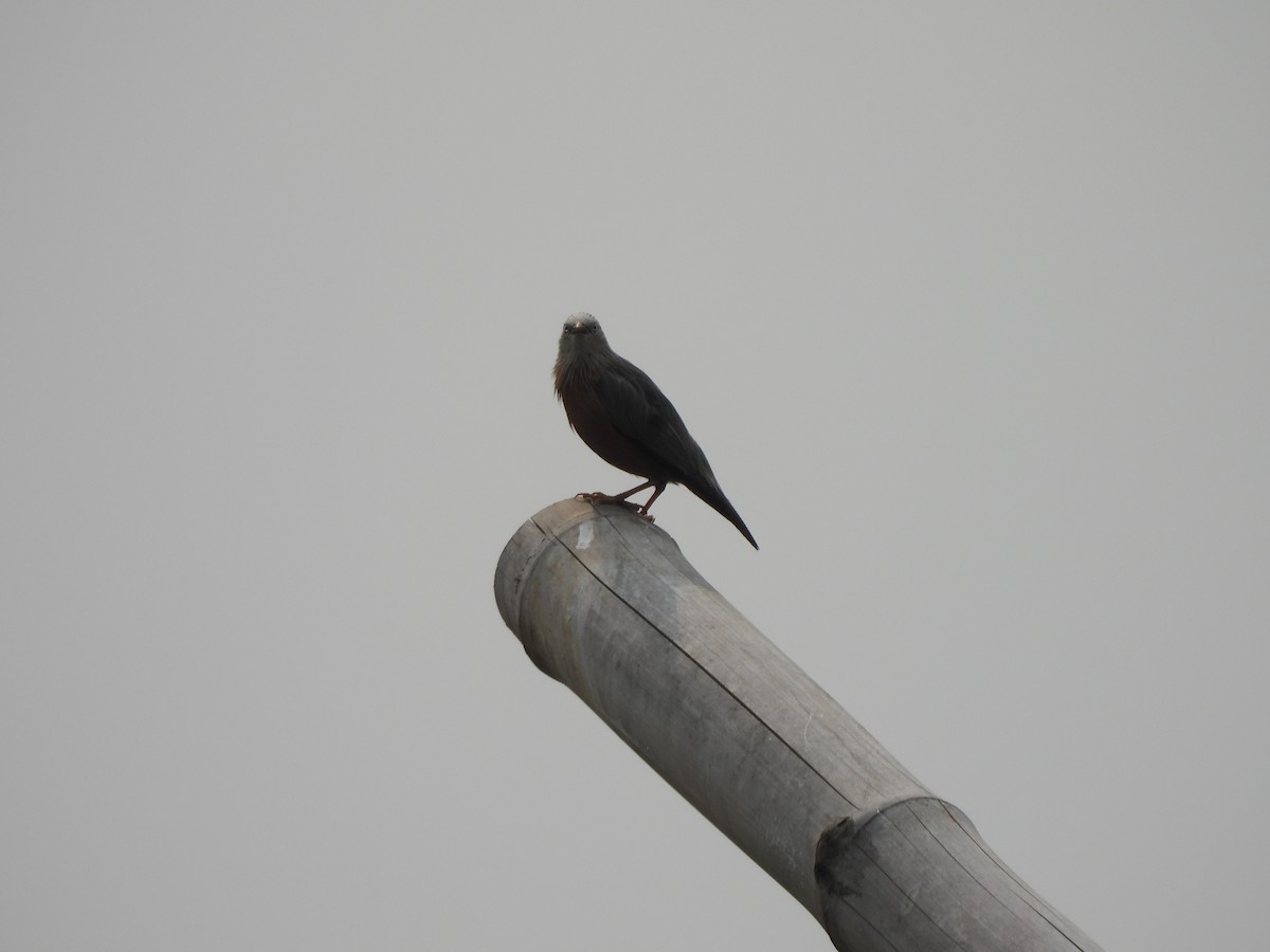 Chestnut-tailed Starling - Pallab Saikia