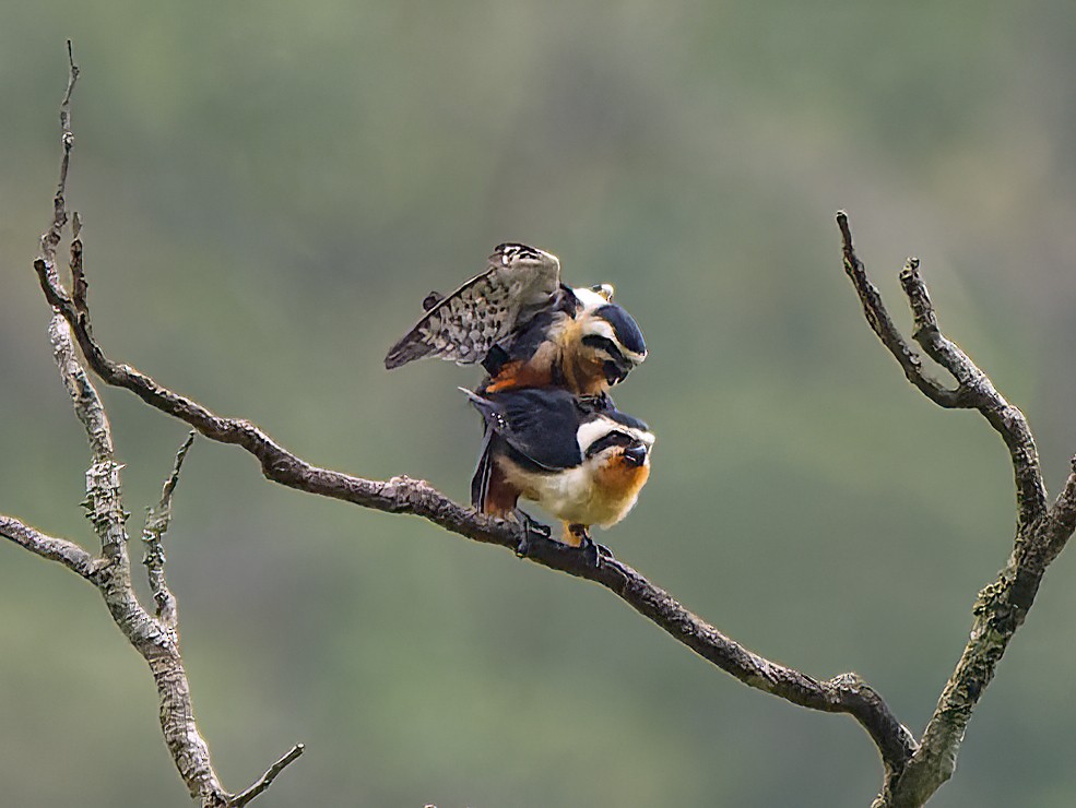 Collared Falconet - James Moore (Maryland)