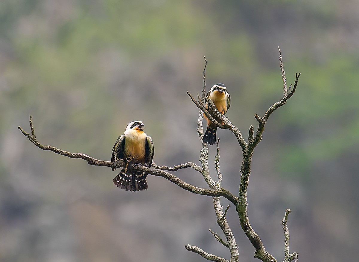 Collared Falconet - James Moore (Maryland)