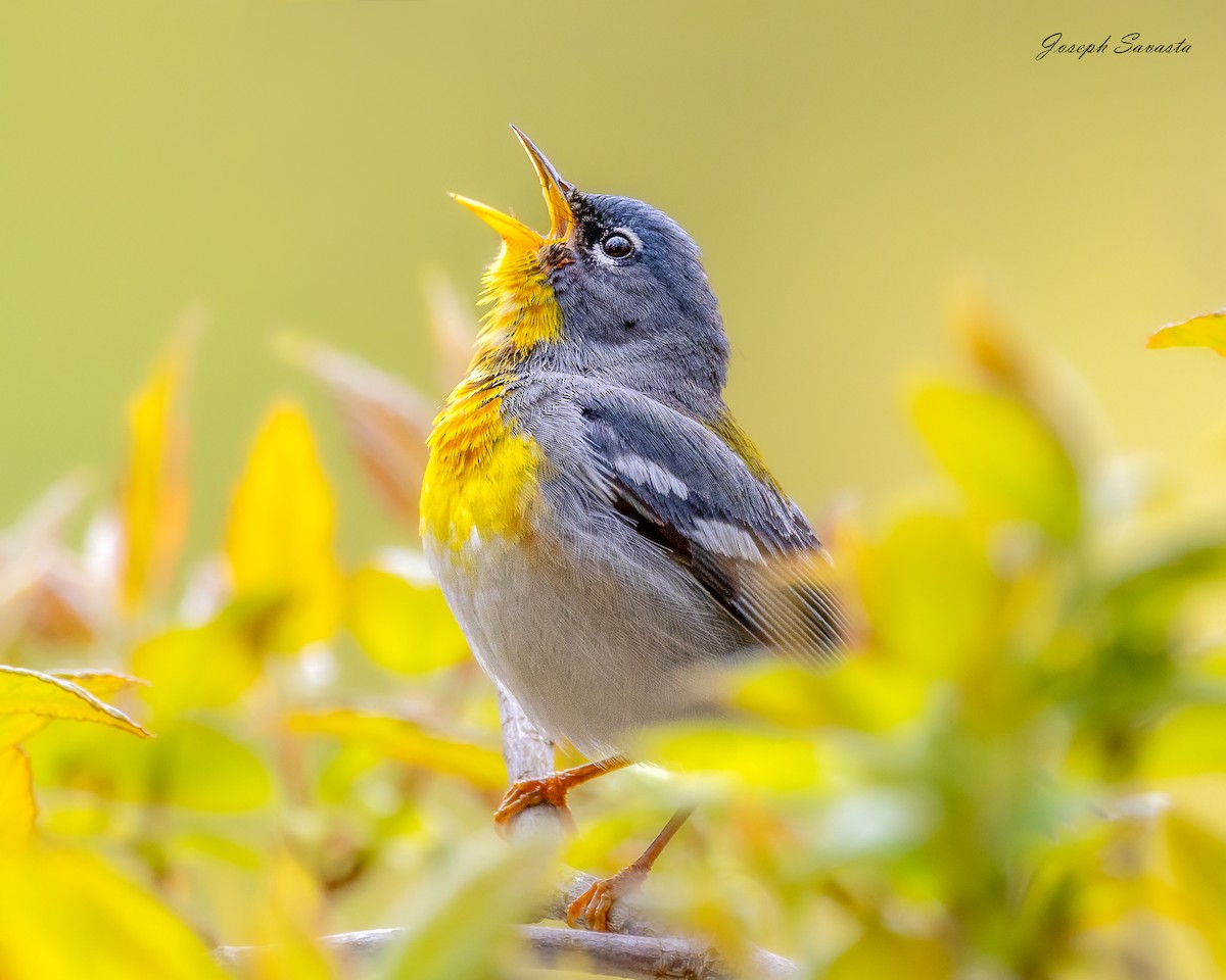 Northern Parula - Joseph Savasta