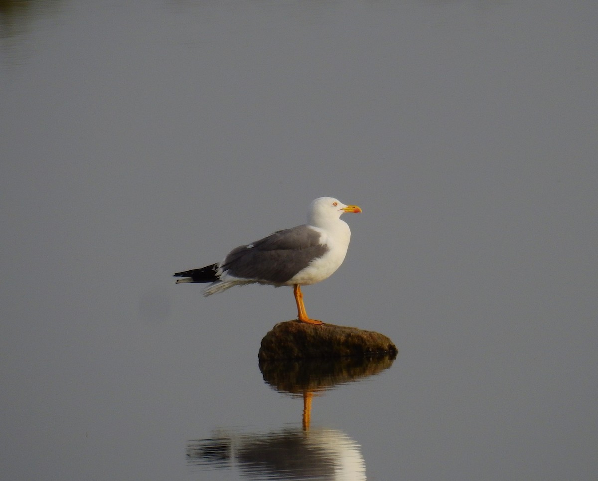 Yellow-legged Gull - Fernando T Rico