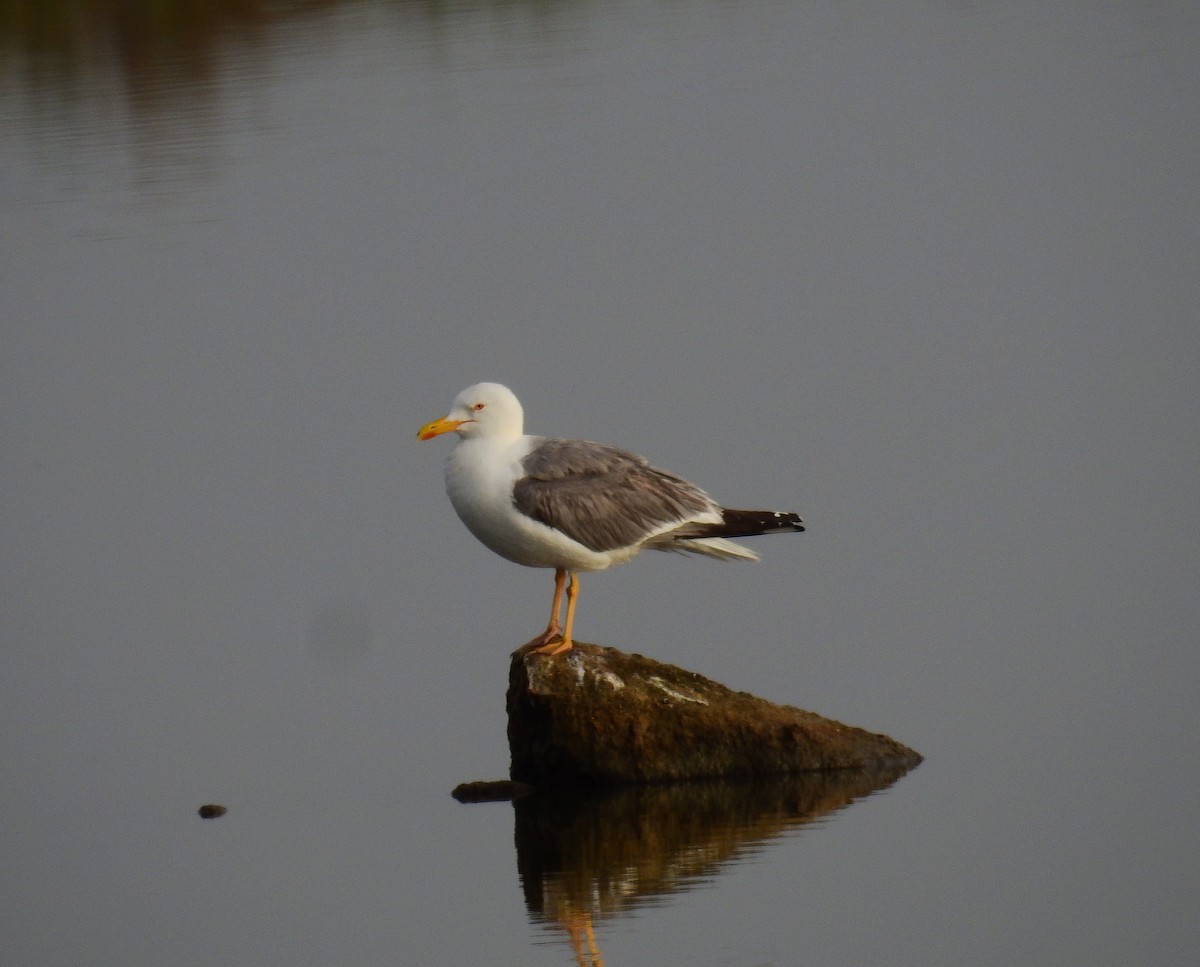 Yellow-legged Gull - Fernando T Rico