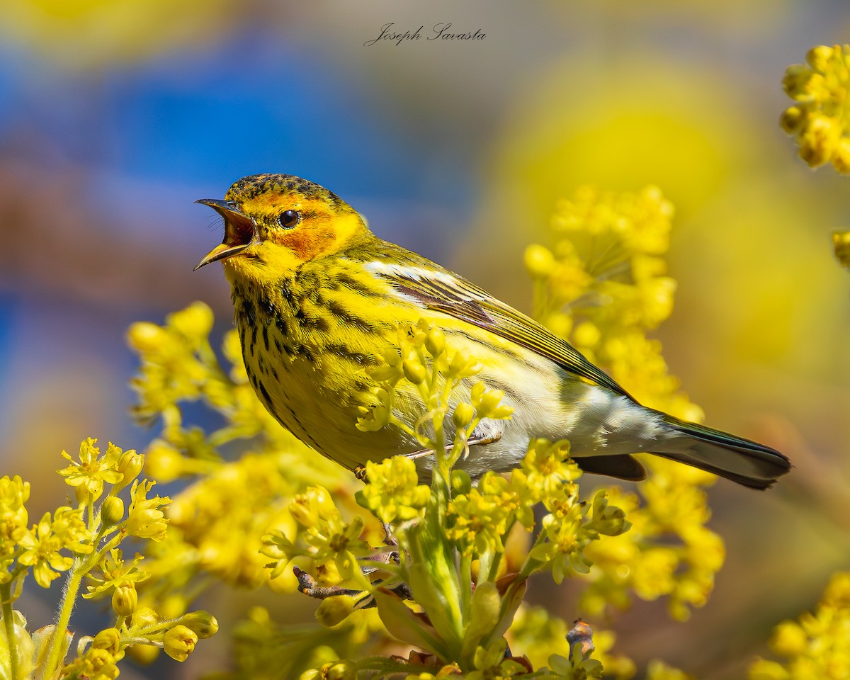 Cape May Warbler - Joseph Savasta