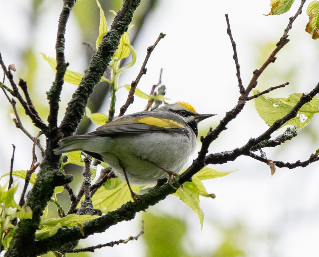 Golden-winged Warbler - Kevin Rutherford