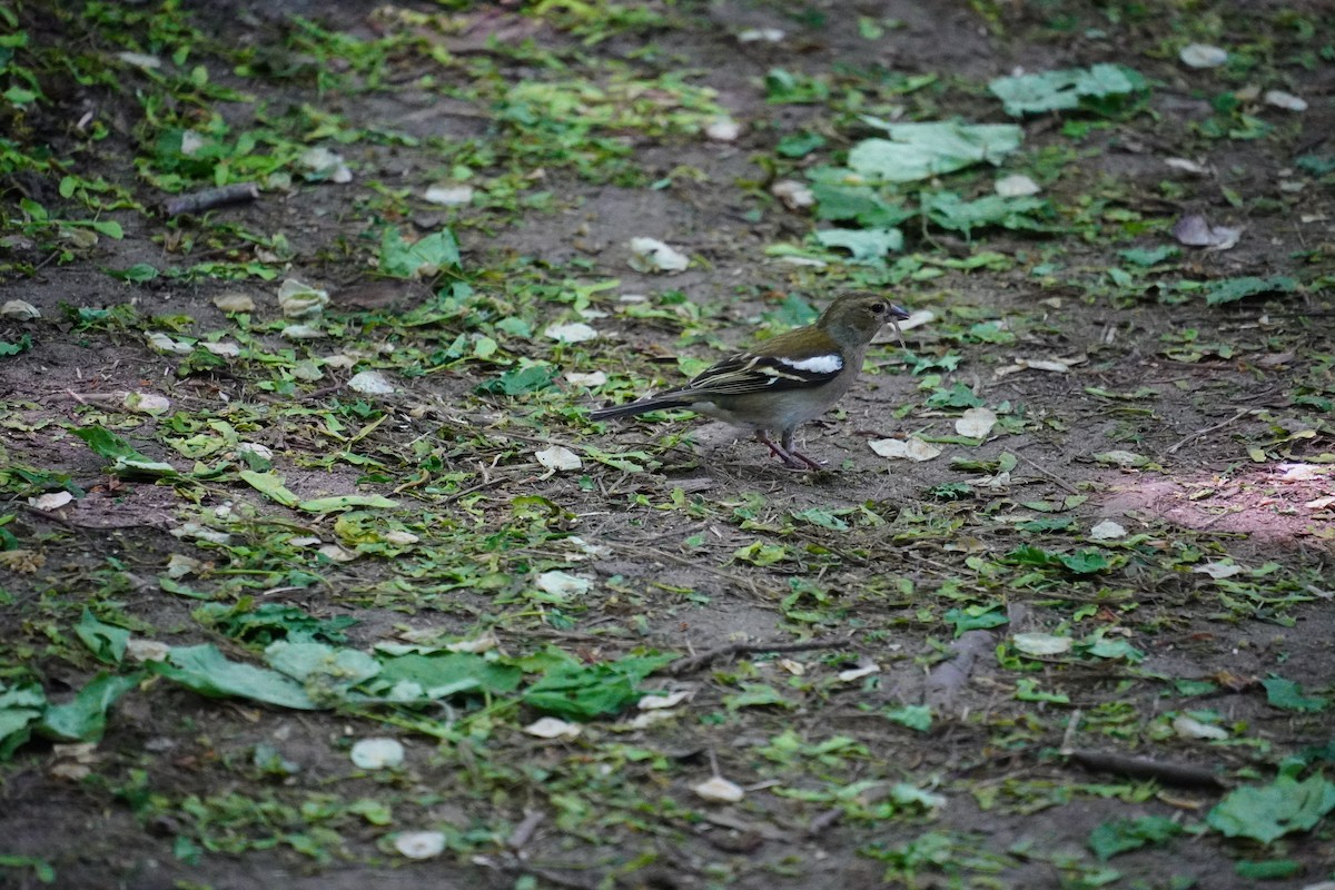 Common Chaffinch - Nadège Langet