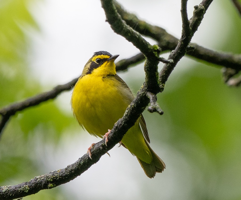 Kentucky Warbler - Kevin Rutherford