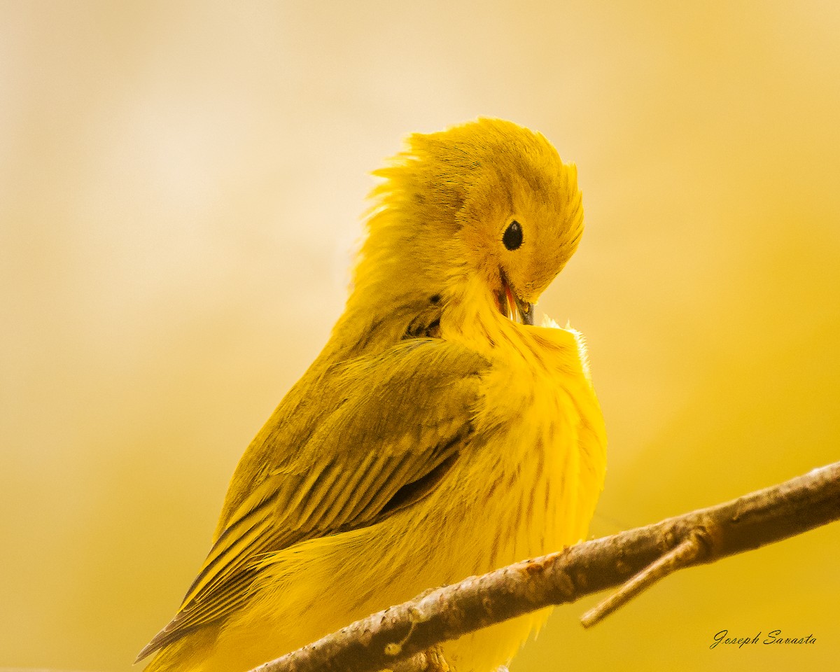 Yellow Warbler - Joseph Savasta