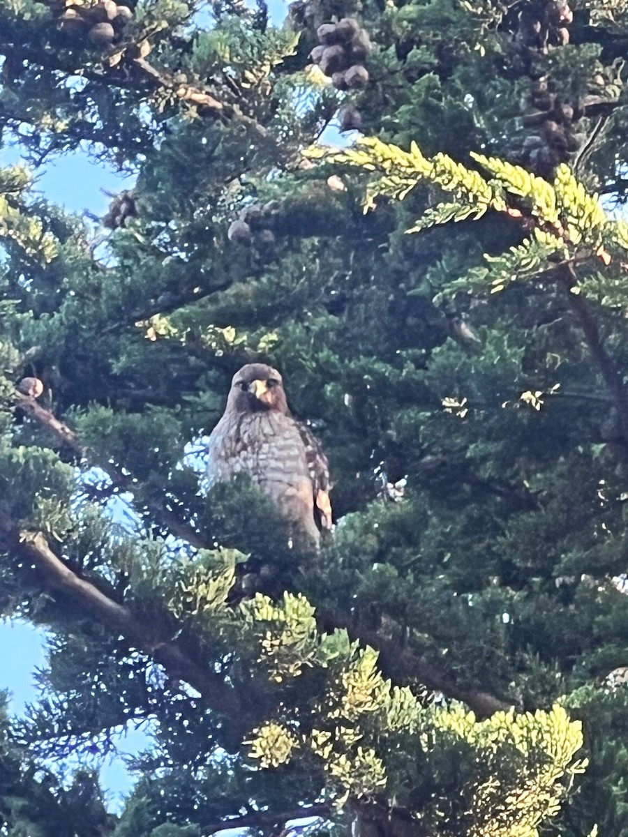 Red-shouldered Hawk - Ying Liu