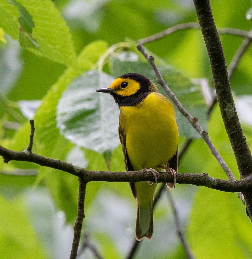 Hooded Warbler - Kevin Rutherford