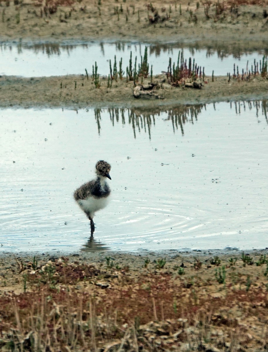 Northern Lapwing - Diane Drobka