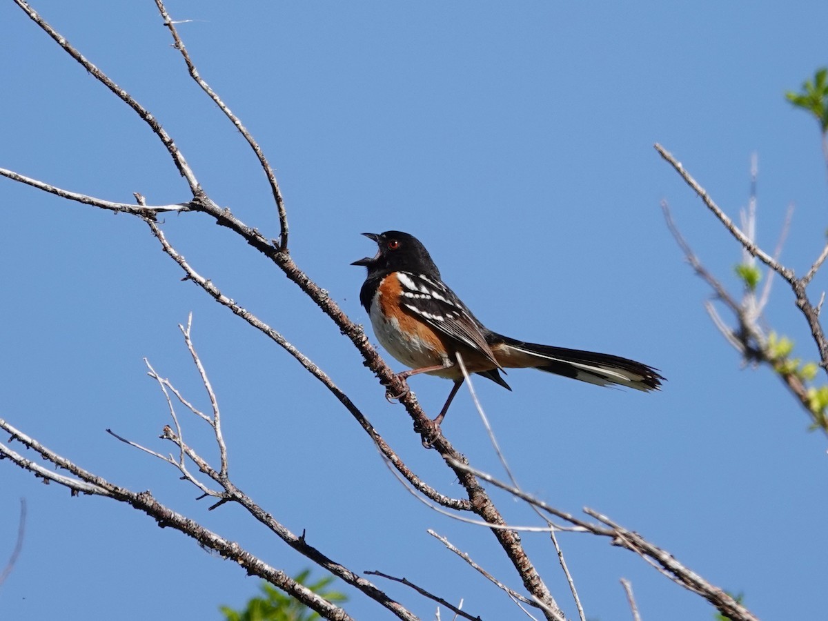 Spotted Towhee - Whitney Mortimer