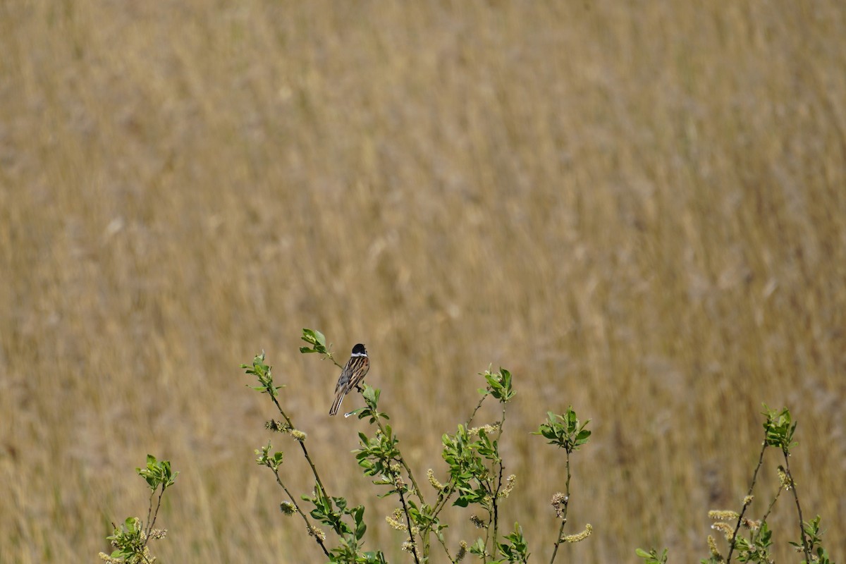 Reed Bunting - Nadège Langet