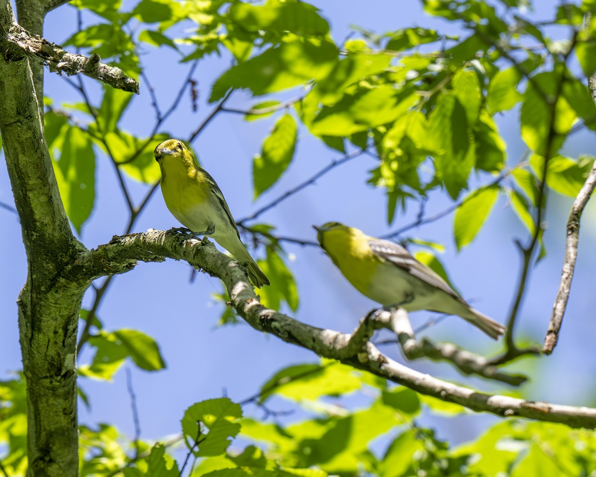 Yellow-throated Vireo - Hank Davis