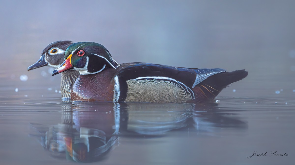 Wood Duck - Joseph Savasta